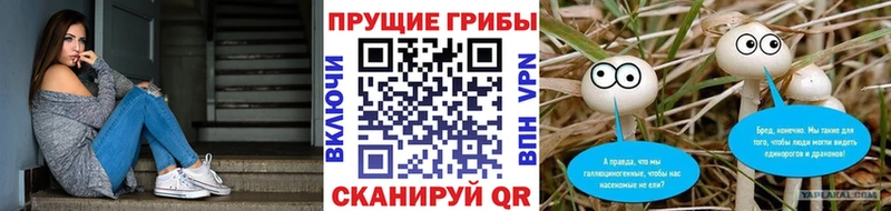 Галлюциногенные грибы Psilocybe  Нерчинск 